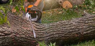 Trusted Krugerville, TX Tree Care  Experts