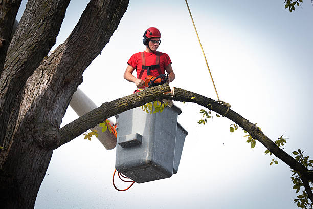 How Our Tree Care Process Works  in  Krugerville, TX